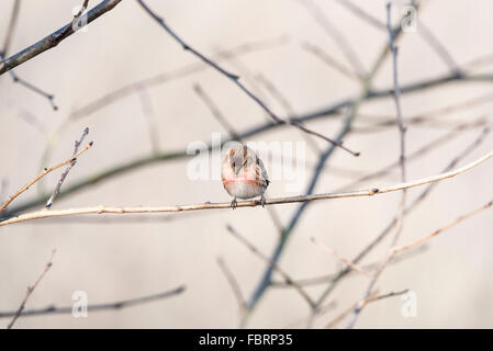 Eine männliche Redpoll auf einem Ast Stockfoto