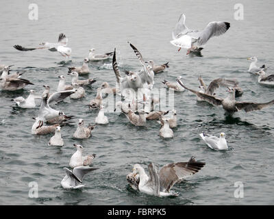 Möwen füttern auf Papierfetzen im Winter. Southport, Merseyside, England. Stockfoto