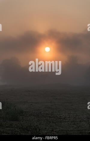 Den schönen Kaziranga Nationalpark gebadet im frühen Morgenlicht. Sonnenaufgang zwischen den Bäumen. Assam, Indien. Stockfoto