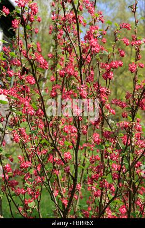 Blütenstand von Blut-Johannisbeere. Die Blut-Johannisbeere (Ribes Sanguineum) ist eine Pflanze der Gattung Johannisbeeren (Ribes) in der Familie Stachelbeere (Grossulariaceae). Dieser Strauch stammt aus Nordamerika. Stockfoto