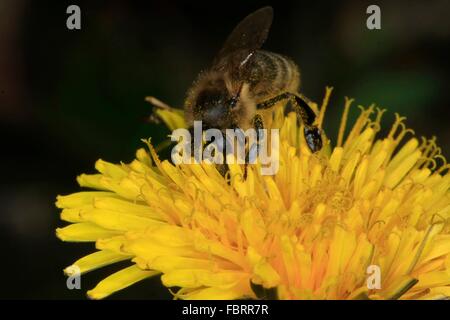 Die Blüten des Löwenzahns (Taraxacum Officinale) werden oft von Honesbees besucht. Sie bieten die Honigbienen viel Nektar und Pollen eine eiweißreiche, sie brauchen vor allem für die Aufzucht der Brut. Stockfoto