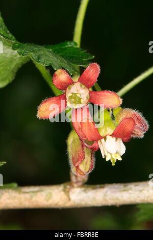 Blütenstand von Blut-Johannisbeere. Die Blut-Johannisbeere (Ribes Sanguineum) ist eine Pflanze der Gattung Johannisbeeren (Ribes) in der Familie Stachelbeere (Grossulariaceae). Dieser Strauch stammt aus Nordamerika. Stockfoto