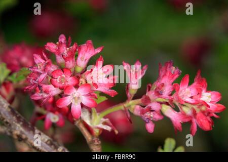 Blütenstand von Blut-Johannisbeere. Die Blut-Johannisbeere (Ribes Sanguineum) ist eine Pflanze der Gattung Johannisbeeren (Ribes) in der Familie Stachelbeere (Grossulariaceae). Dieser Strauch stammt aus Nordamerika. Stockfoto