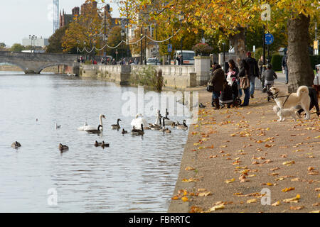 Familie mit Kindern, die Fütterung der Gänse und Schwäne am Fluss Ouse in Bedford, Bedfordshire, England Stockfoto