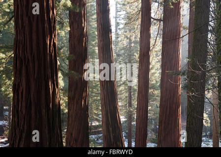 Redwood-Wald, Sequoia und Kings Canyon National Park, Kalifornien, USA Stockfoto