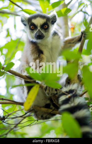 Katta im Baum sitzen Stockfoto