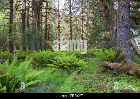 Wald, Olympic Nationalpark, Washington, USA Stockfoto