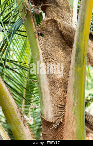 Nahaufnahme der Palm-Baum-Stamm. Stockfoto