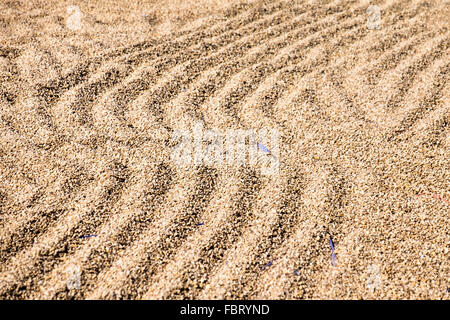 Grün-Arabica-Bohnen trocknen auf dem Bolaven Plateau im Süden von Laos, Süd-Ost-Asien. Stockfoto