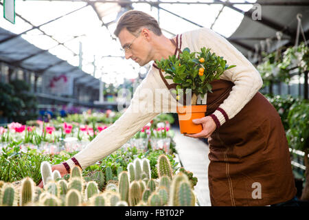 Attrative Mann Gärtner mit kleinen Mandarinen Baum kümmert sich um Pflanzen im Gewächshaus Stockfoto