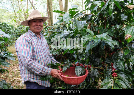 Ein Kaffee Bauer Kommissionierung seine Arabica-Ernte auf dem Bolaven Plateau im Süden von Laos, Süd-Ost-Asien. Stockfoto