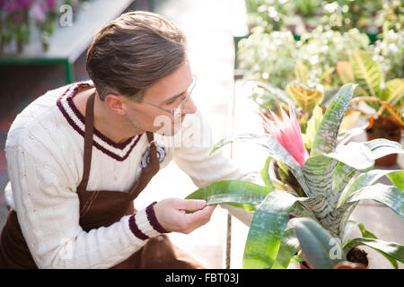 Gut aussehender Mann Gärtner in Uniform und Gläser kümmert sich um Blumen im Gewächshaus Stockfoto