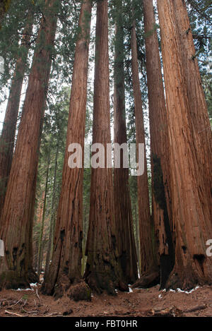 Riesigen Redwood-Bäume, Sequoia und Kings Canyon National Park, Kalifornien, USA Stockfoto