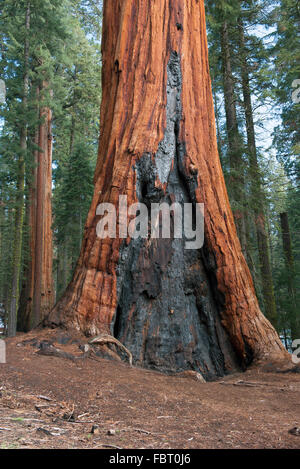 Alten Sequioa Baum gezeichnet von Waldbrand, Sequoia und Kings Canyon National Park, Kalifornien, USA Stockfoto