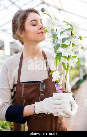 Niedlich schönen jungen Frau Gärtner mit brauner Schürze und Garten Handschuhe halten und duftenden Blüten der Ochid in Orangerie Stockfoto