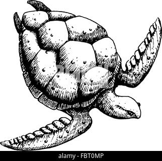 Meeresschildkröten auf einem weißen Hintergrund skizzieren Stockfoto