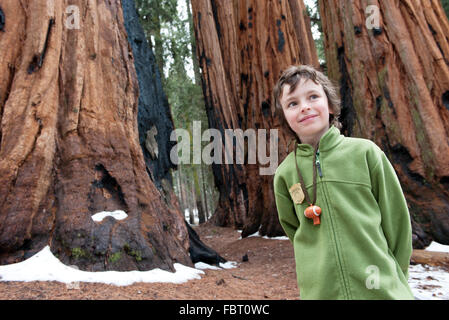 Junge stand vor Baumriesen, Sequoia und Kings Canyon National Park, Kalifornien, USA Stockfoto