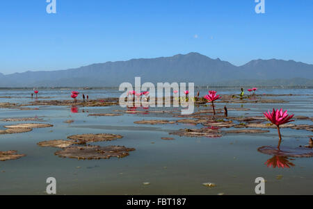 Rosa Seerosen (Nymphaea Pubescens), Phayao See, Phayao Provinz, Thailand Stockfoto