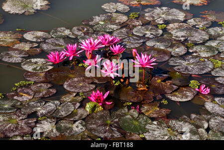 Rosa Seerosen (Nymphaea Pubescens), Phayao See, Phayao Provinz, Thailand Stockfoto