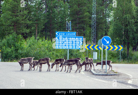 Rentier an Kreuzung mit Straße Zeichen in Lappland, Nordschweden Stockfoto