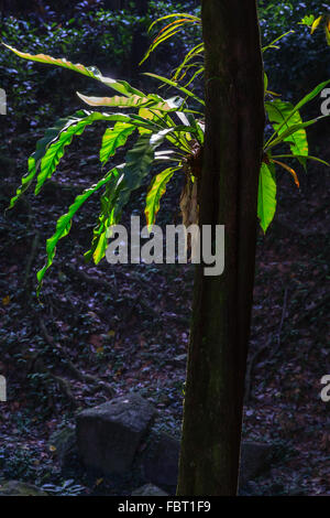 Vogels nest Farn auf Baumstamm. Stockfoto