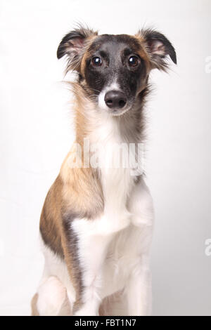 Seidene Wind Sprite, Männlich, sitzen vor weiß Stockfoto