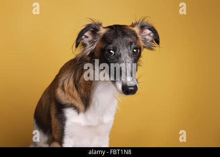 Silken Windsprite, Männlich, sucht, traurig, loyal Stockfoto