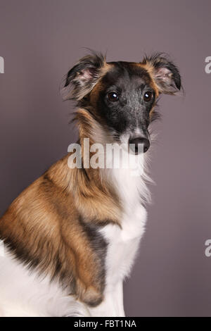 Silken Windsprite, Hund, sitzend Stockfoto