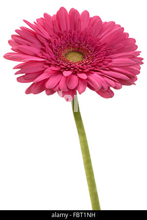 Rosa Gerbera Blume isoliert auf weißem Hintergrund Stockfoto