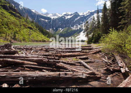 Beaver dam in Berg Teich, Glacier National Park, Montana, USA Stockfoto