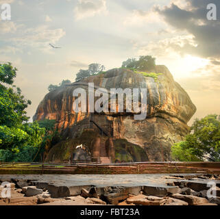 Vogel über Berg von Sigiriya in Sri Lanka Stockfoto