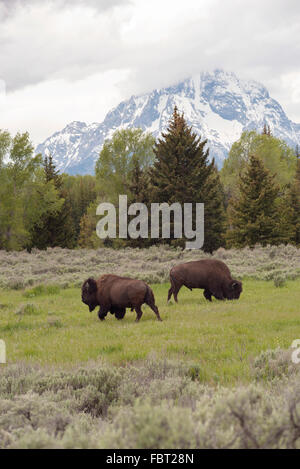 Buffalo (American Bison) Weiden im Grand-Teton-Nationalpark, Wyoming, USA Stockfoto