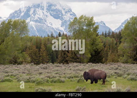 Buffalo (American Bison) Weiden im Grand-Teton-Nationalpark, Wyoming, USA Stockfoto