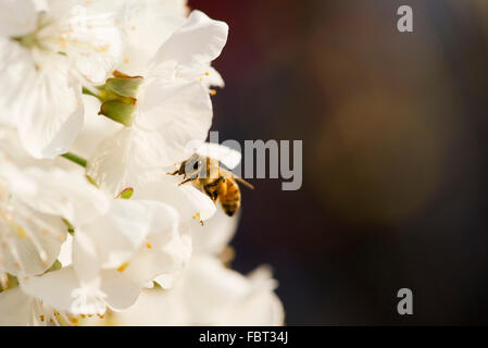 Bienen sammeln Pollen auf Kirschblüten Stockfoto