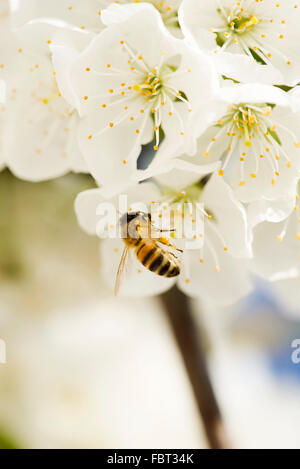 Bienen sammeln Pollen auf Kirschblüte Stockfoto