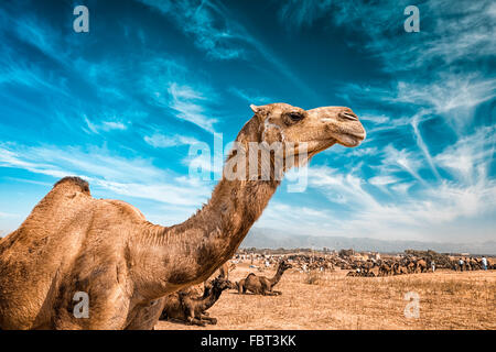 Kamel in Indien Stockfoto