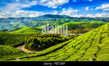 Grüner Tee-Plantagen in Munnar, Kerala, Indien Stockfoto