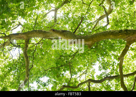 Baumkronen, niedrigen Winkel Ansicht Stockfoto