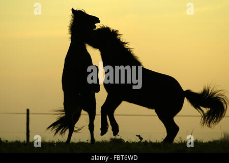 Isländisches Pferd Stockfoto