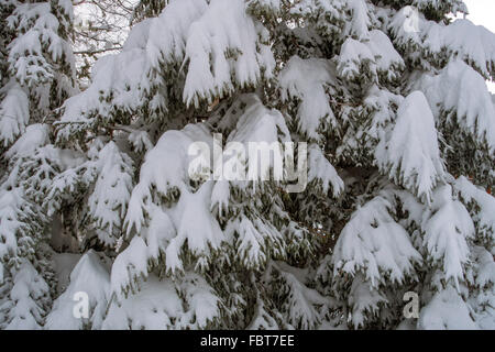 Tiefschnee auf Kiefer Bäume, Pyrenäen, winter Stockfoto