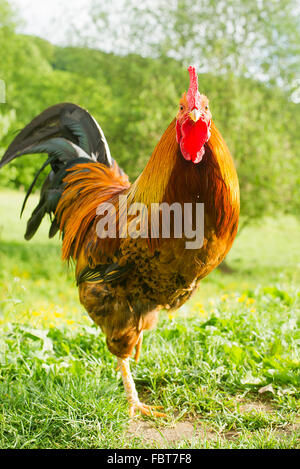 Hahn Stockfoto