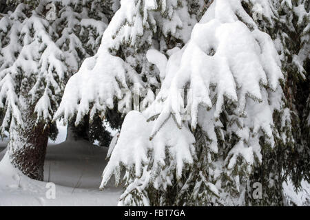 Tiefschnee auf Kiefer Bäume, Pyrenäen, winter Stockfoto