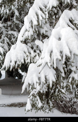 Tiefschnee auf Kiefer Bäume, Pyrenäen, winter Stockfoto