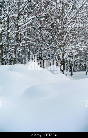 Tiefschnee Drifts und Bäume, Pyrenäen, winter Stockfoto