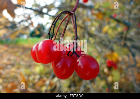 rote Beeren auf einem Strauch - Prunus Virginiana, gemeinhin als Bitter-Beere, Reitens Stockfoto