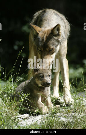 WOLF/CANIS LUPUS Stockfoto