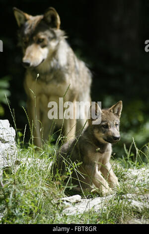 WOLF/CANIS LUPUS Stockfoto