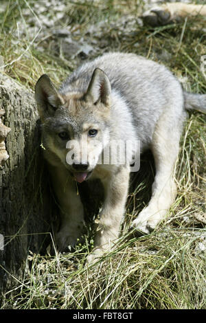 WOLF/CANIS LUPUS Stockfoto