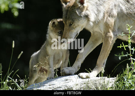 WOLF/CANIS LUPUS Stockfoto