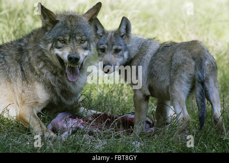 WOLF/CANIS LUPUS Stockfoto